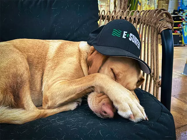Wayne's dog, Two Stroke, sleeping on a chair with an E-Surfer hat on.